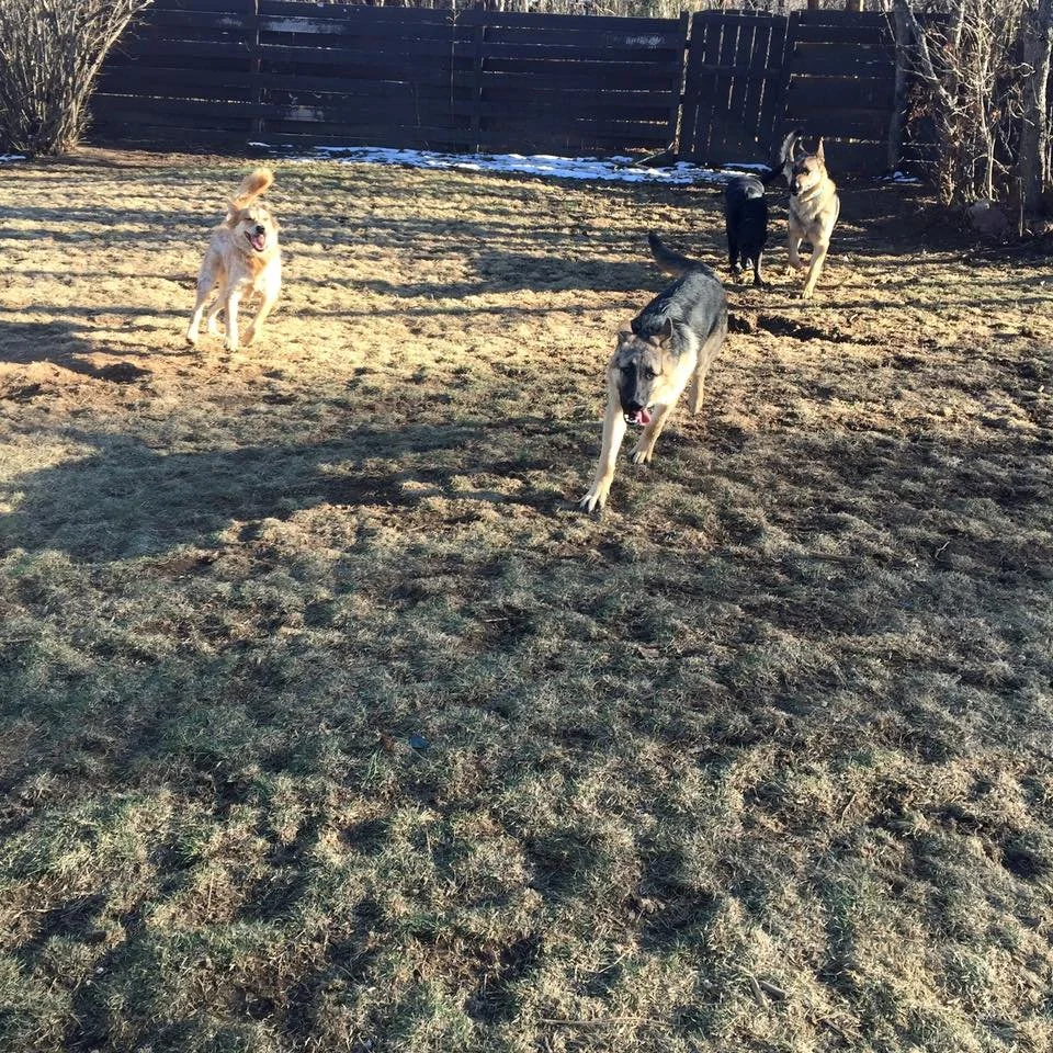 Four dogs playing in a backyard with brown grass and a wooden fence, some snow in the background.
