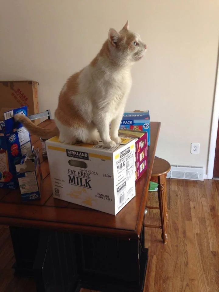 A ginger and white cat sitting on a box of Kirkland fat-free milk on a wooden table.