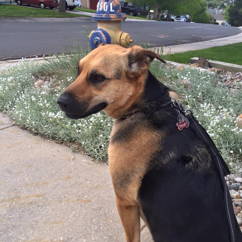 A tan and black dog with a collar and harness sitting on a sidewalk in a suburban neighborhood, near a fire hydrant and a garden bed with white flowers.