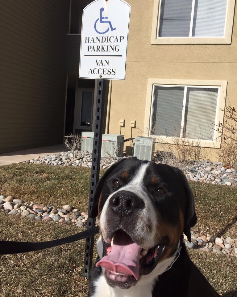 Dog in front of a handicap parking sign with a building in the background.