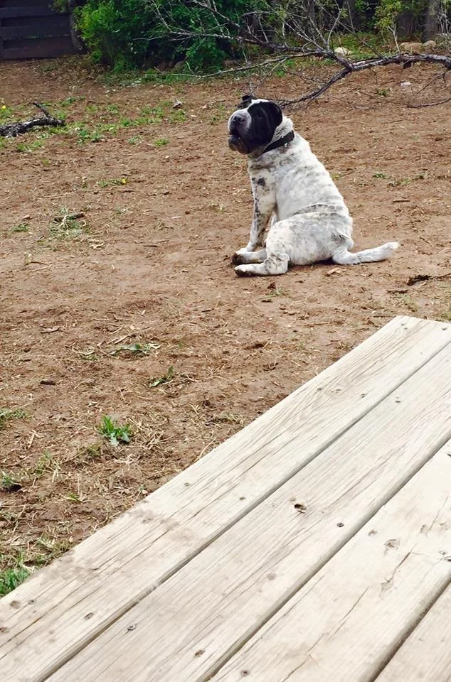 A black and white puppy sitting on dirt ground outdoors near a wooden deck, with bushes and fallen branches in the background.