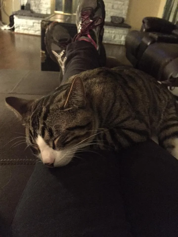 A tabby cat with white facial markings is resting on a person's leg, with the person wearing black pants and sneakers, in a cozy living room setting.