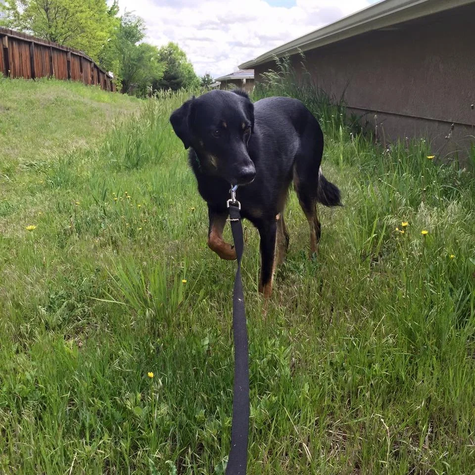 Black dog with tan markings standing on a grassy area with yellow flowers, next to a building and a wooden fence, holding its leash in its mouth.