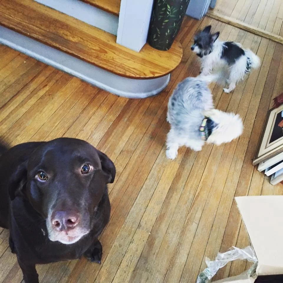 Four dogs on a hardwood floor in a home, with two small dogs near a staircase and larger dog looking up at the camera.