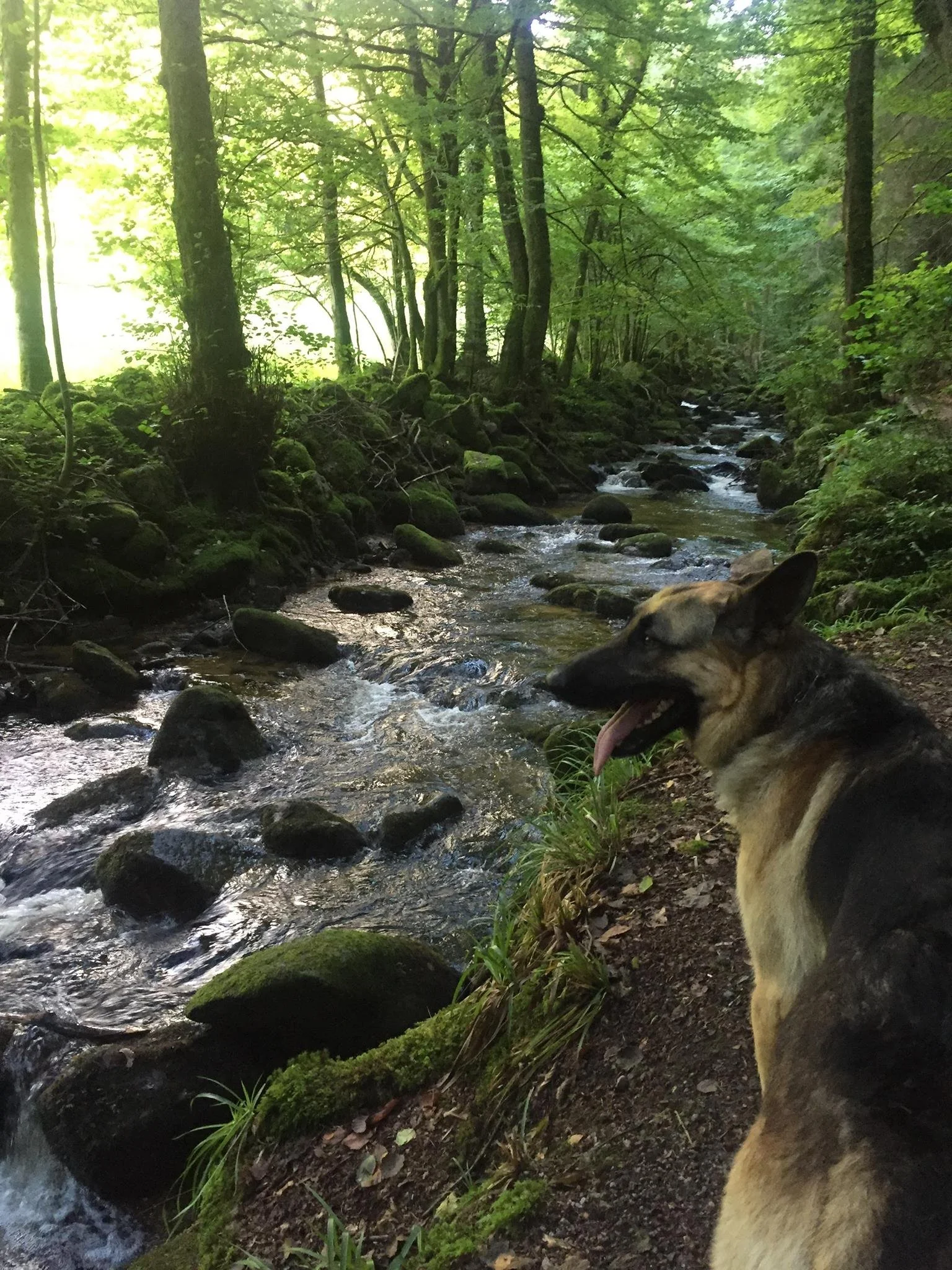 A dog sitting on the grassy bank of a small creek in a lush forest with tall trees and green foliage.