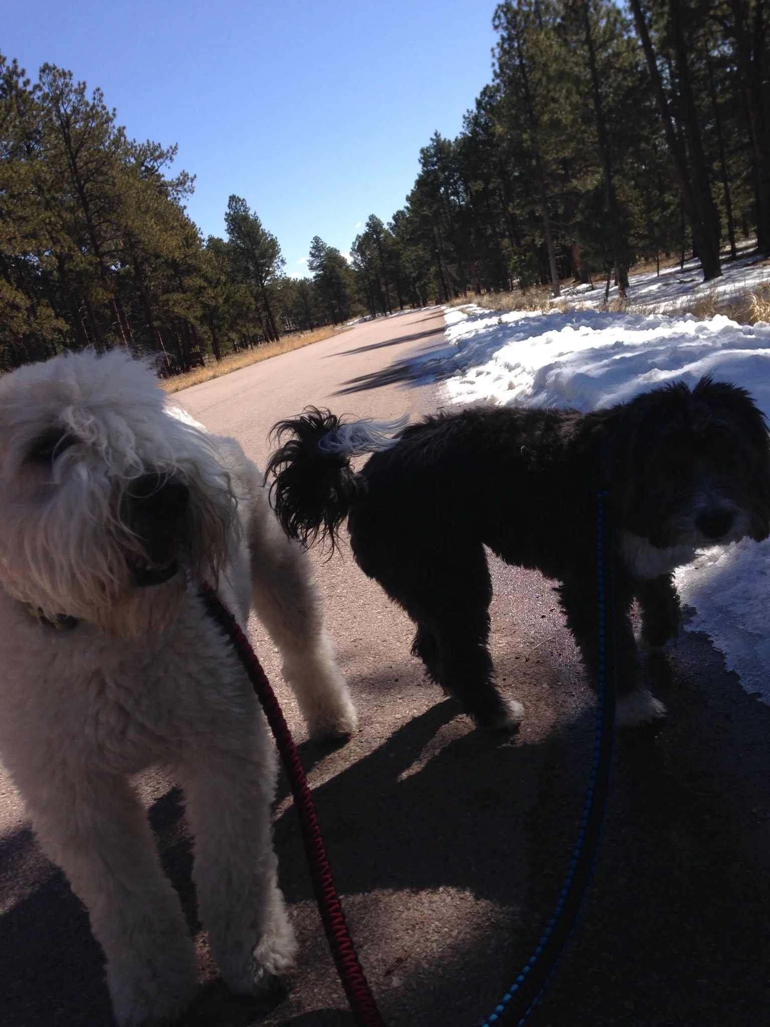 Two dogs, one fluffy white and one black with white markings, standing on a paved path in a forested area with patches of snow, under a clear blue sky.