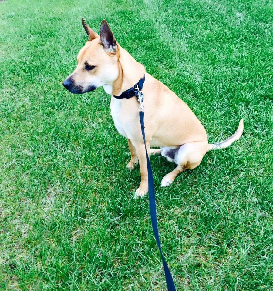 A tan dog with black ears sitting on green grass, wearing a black collar with a leash attached.