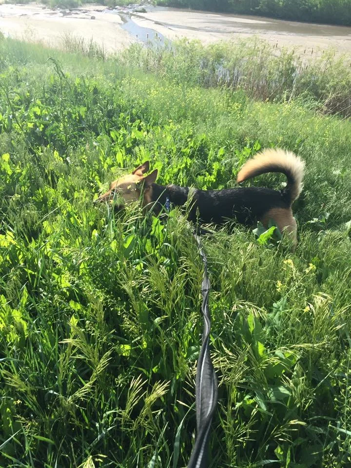 Two dogs, one tan and one black, are sniffing each other in tall green grass near a body of water on a sunny day.
