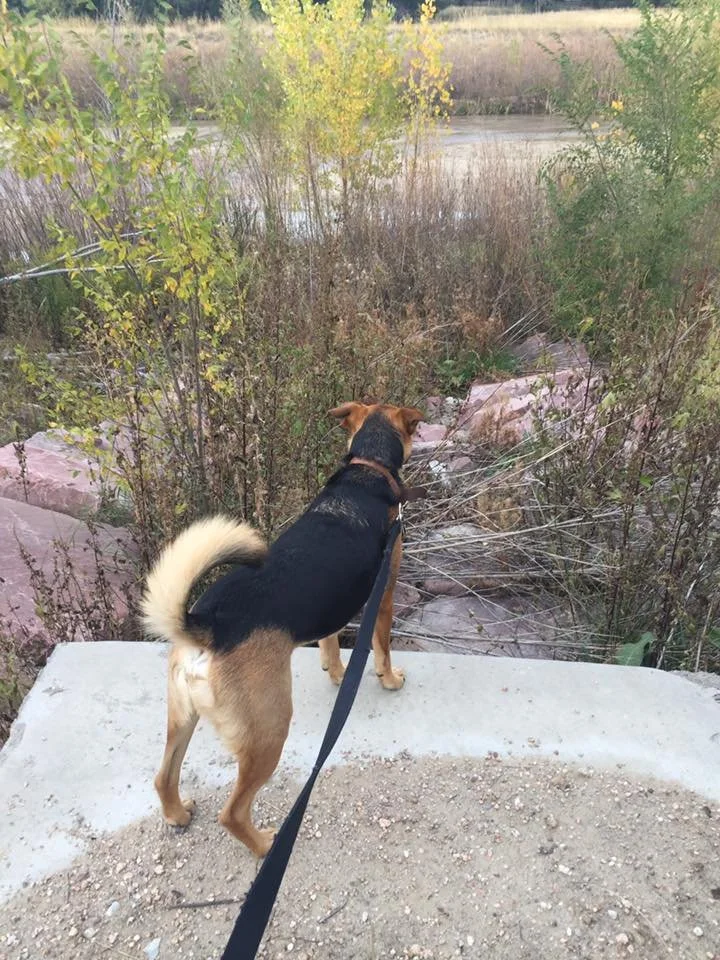 Dog on a leash looking out over a creek or pond surrounded by shrubs and small trees in a natural outdoor setting.