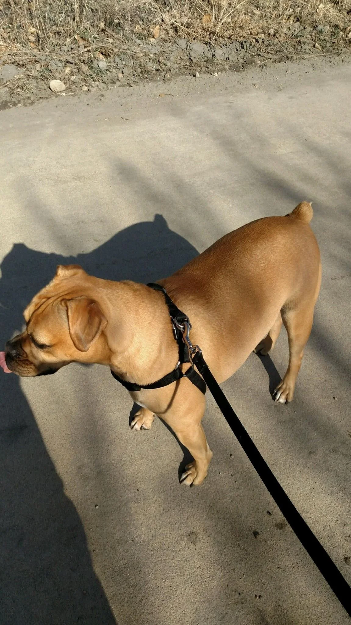 A tan-colored dog walking on a leash on a concrete sidewalk with dry grass and dirt in the background.