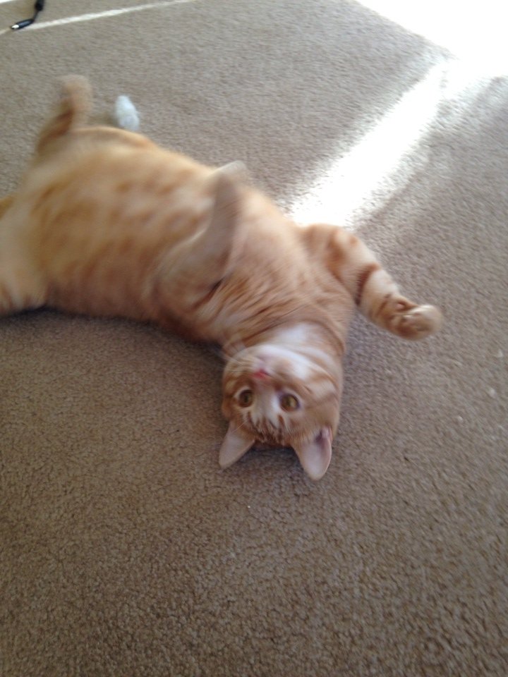 Orange tabby cat lying on its back on a beige carpet, looking up at the camera.