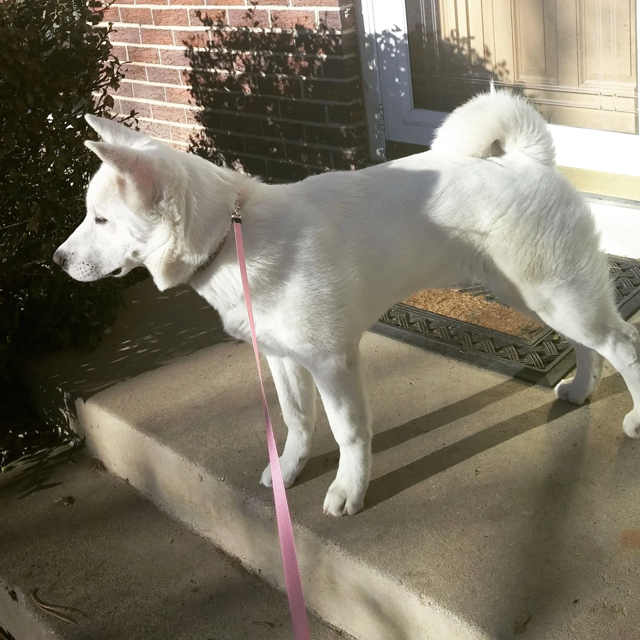 A white puppy with a curled tail standing on a concrete step outside a house, looking to the left, with a pink leash attached to its collar. The house has a brick wall and a glass door.