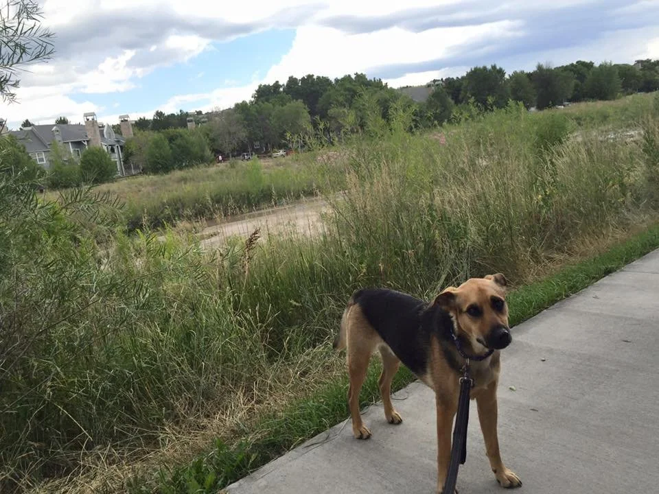 A dog standing on a sidewalk next to a grassy field with trees and houses in the background under a partly cloudy sky.
