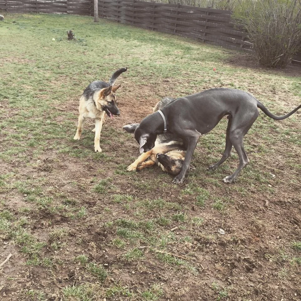 Three dogs playing in a backyard, two of them tugging at a dog toy while the third dog watches.