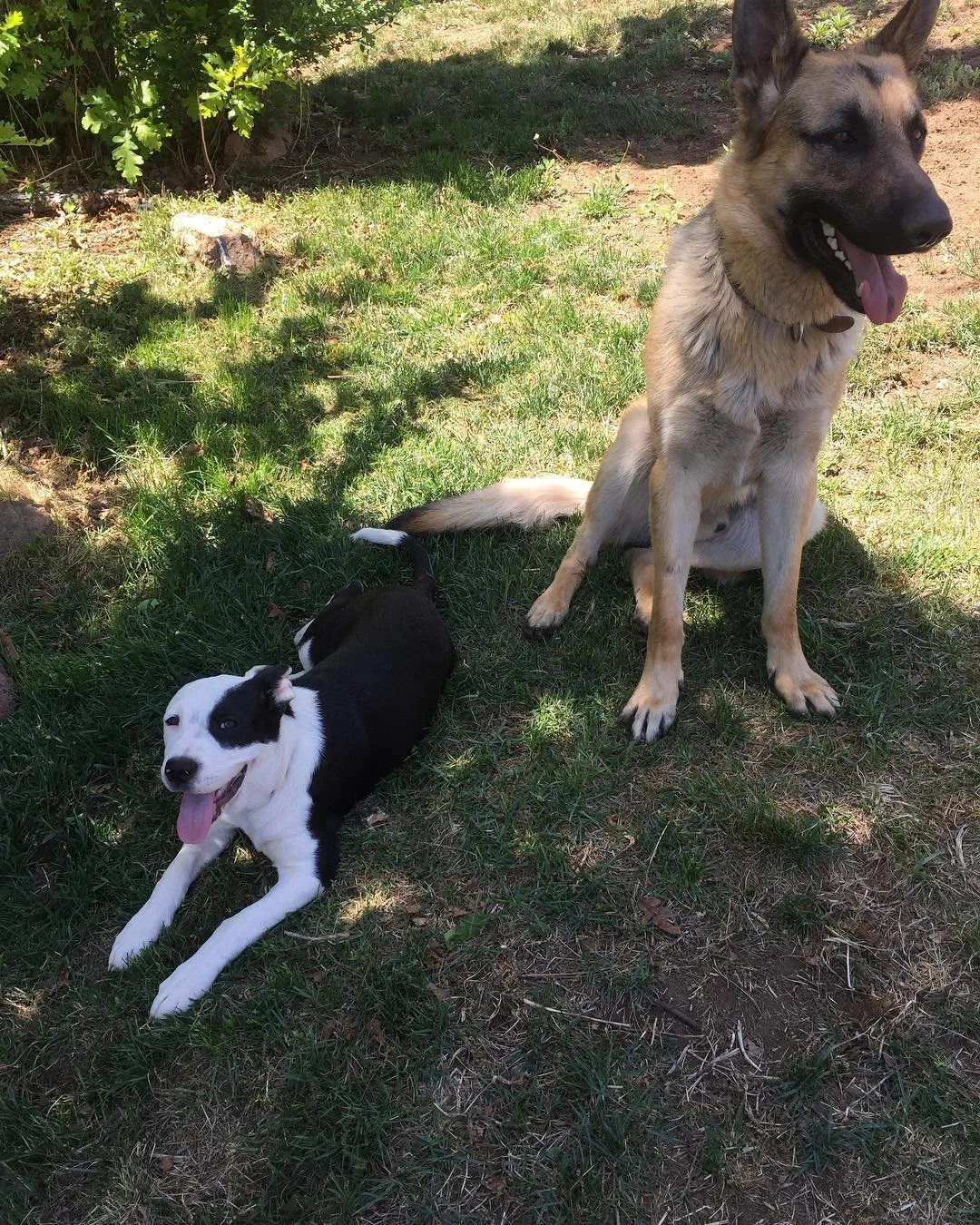 A large German Shepherd dog sitting on the grass with its tongue out, and a small black-and-white puppy lying on the grass nearby, in a shaded outdoor area.