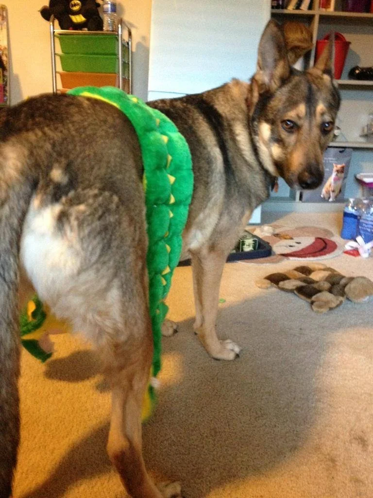 A dog standing indoors wearing a costume that looks like a green and yellow dinosaur or dragon tail.
