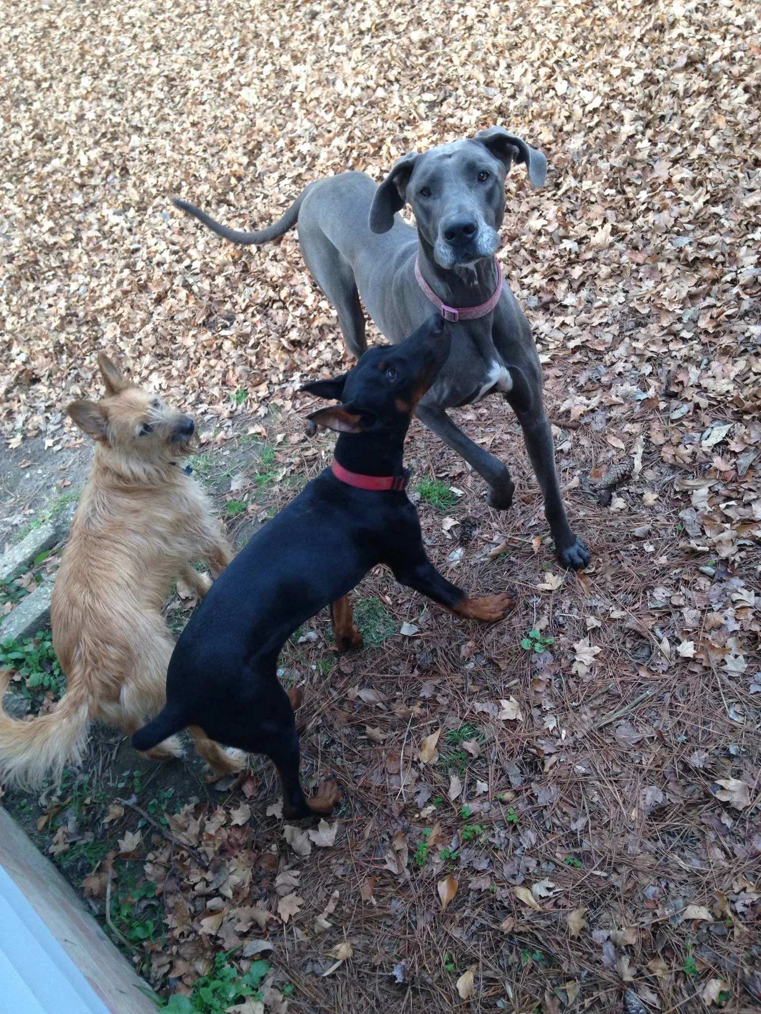 Three dogs on a leaf-covered ground: a tan terrier sitting, a black and tan miniature pinscher standing, and a large gray Great Dane standing.