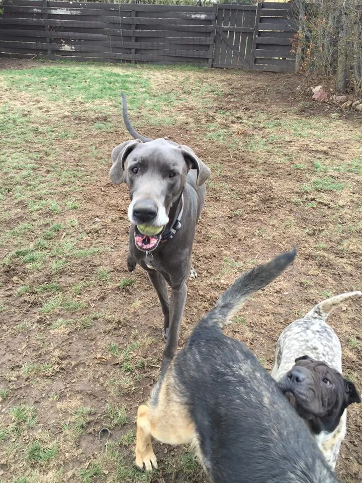 Three dogs playing in a backyard with a black wooden fence. One dog, a large gray Great Dane, is looking into the camera with its tongue out. A black and tan puppy and a light-colored spotted puppy are also visible, playing together.