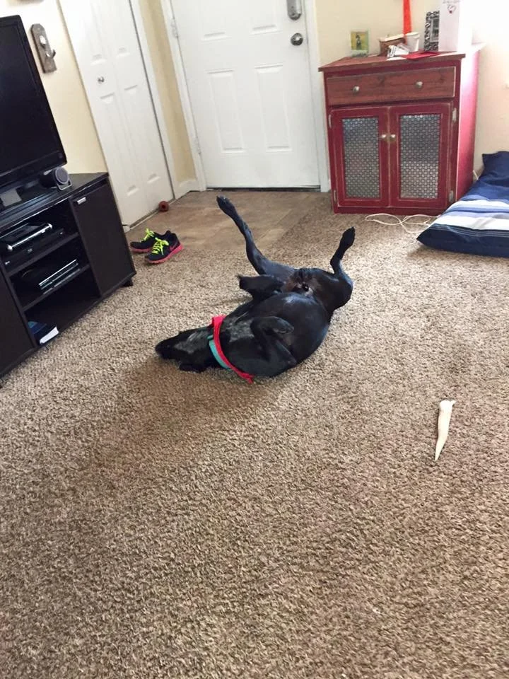 Black dog lying on its back on a carpeted living room floor with limbs in the air. There's a TV and entertainment stand on the left, a pair of sneakers nearby, a white door in the background, a red cabinet, a pillow, and a bone toy on the floor.
