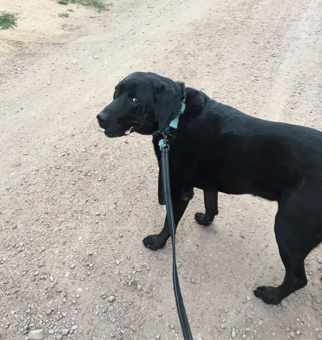 Black dog on a leash standing on a dirt ground, looking back at the camera.