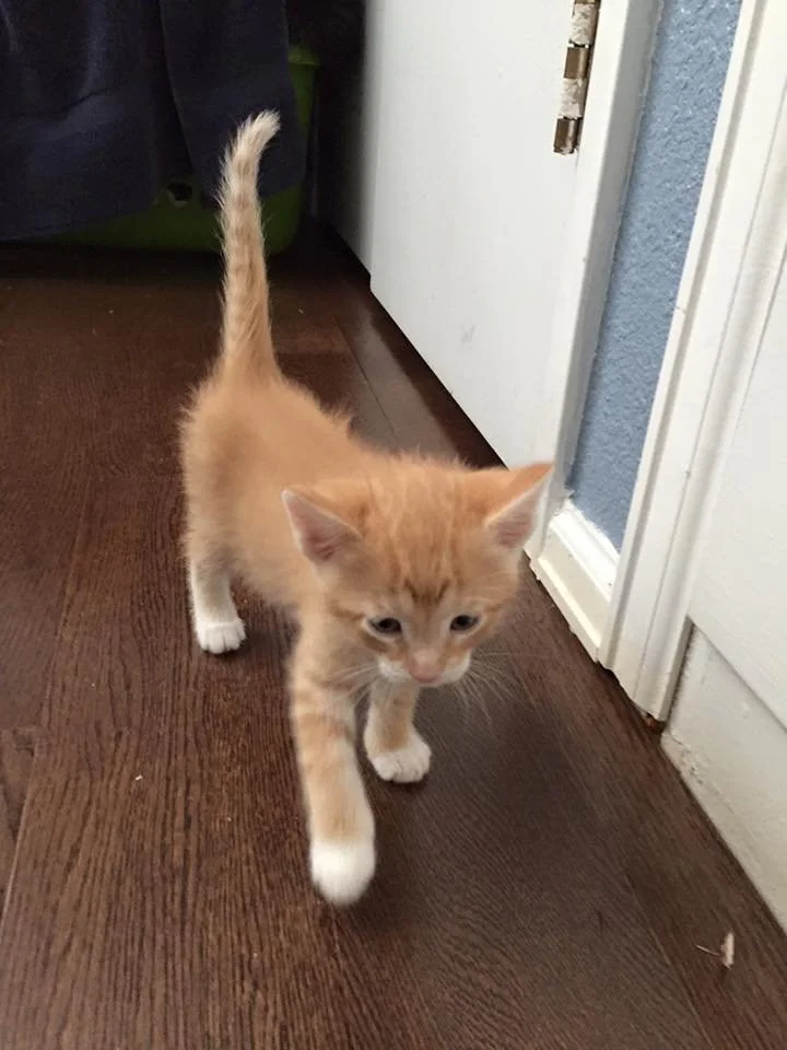 A small orange tabby kitten walking across a wooden floor, near a door.