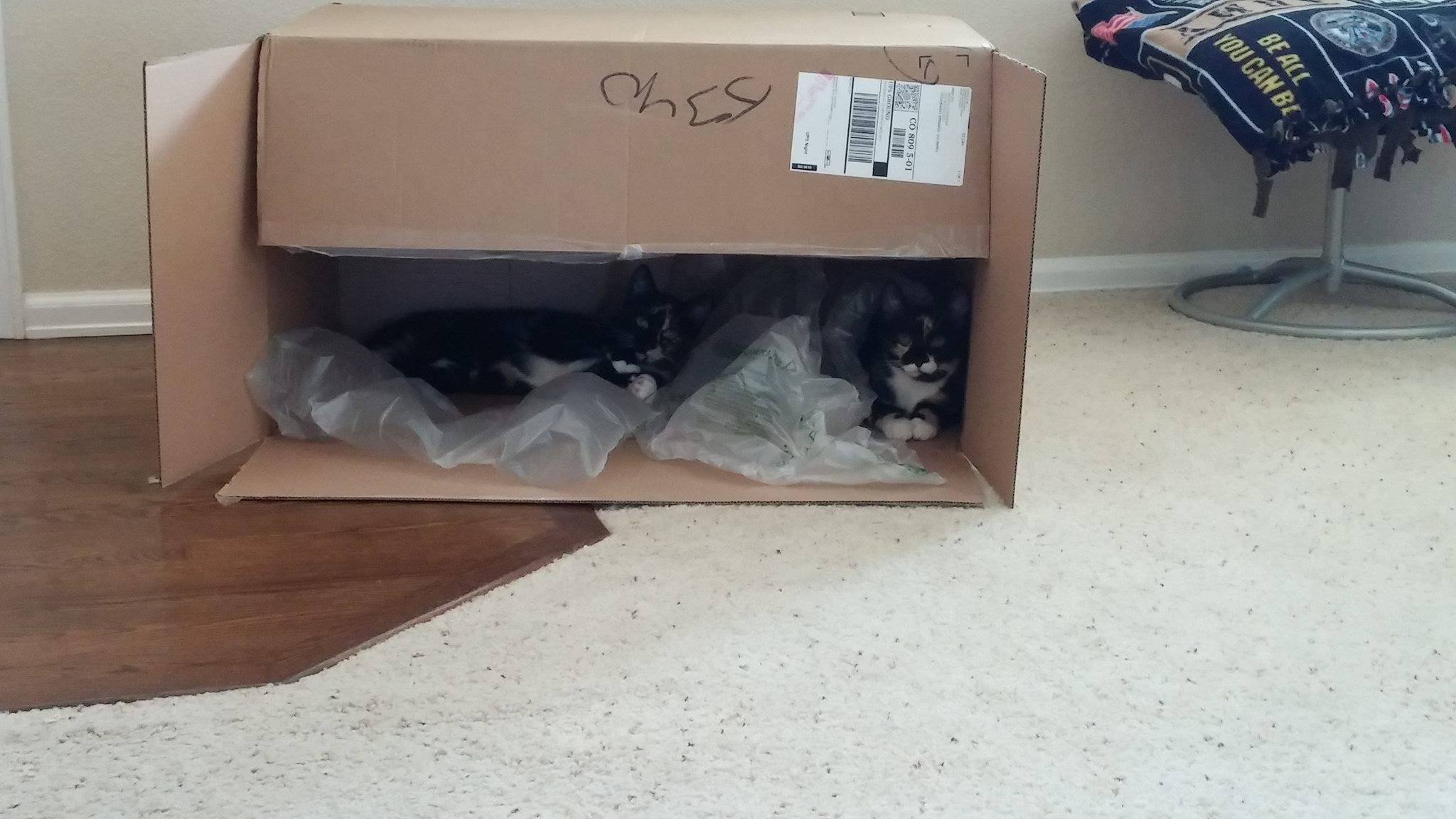 Two black and white cats inside a cardboard box with plastic wrapping, on a beige carpet next to hardwood floor.