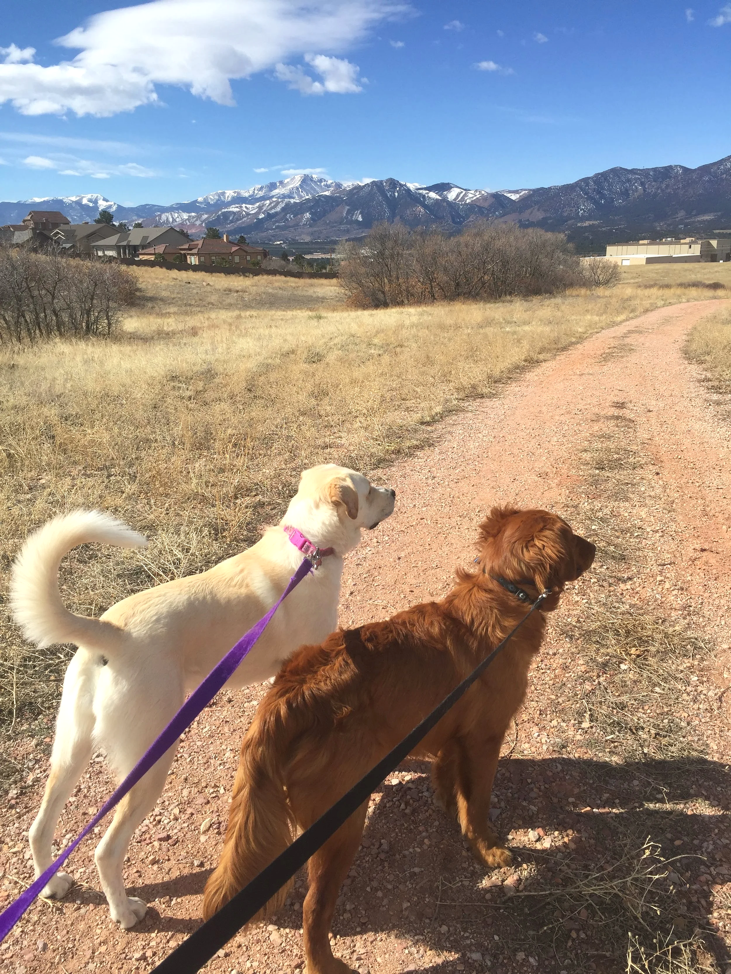 Two dogs, one cream-colored with a pink collar and purple leash, and one reddish-brown with a black collar and leash, standing on a dirt trail in a field with mountains and blue sky in the background.