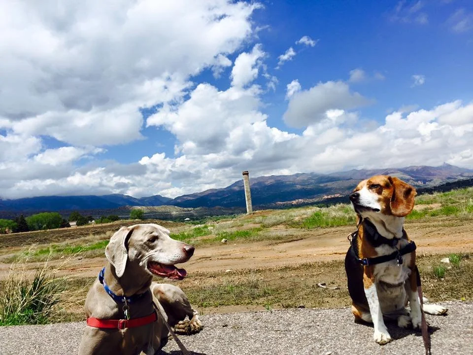Two dogs sitting outdoors on a trail with a mountainous landscape and partly cloudy sky in the background.