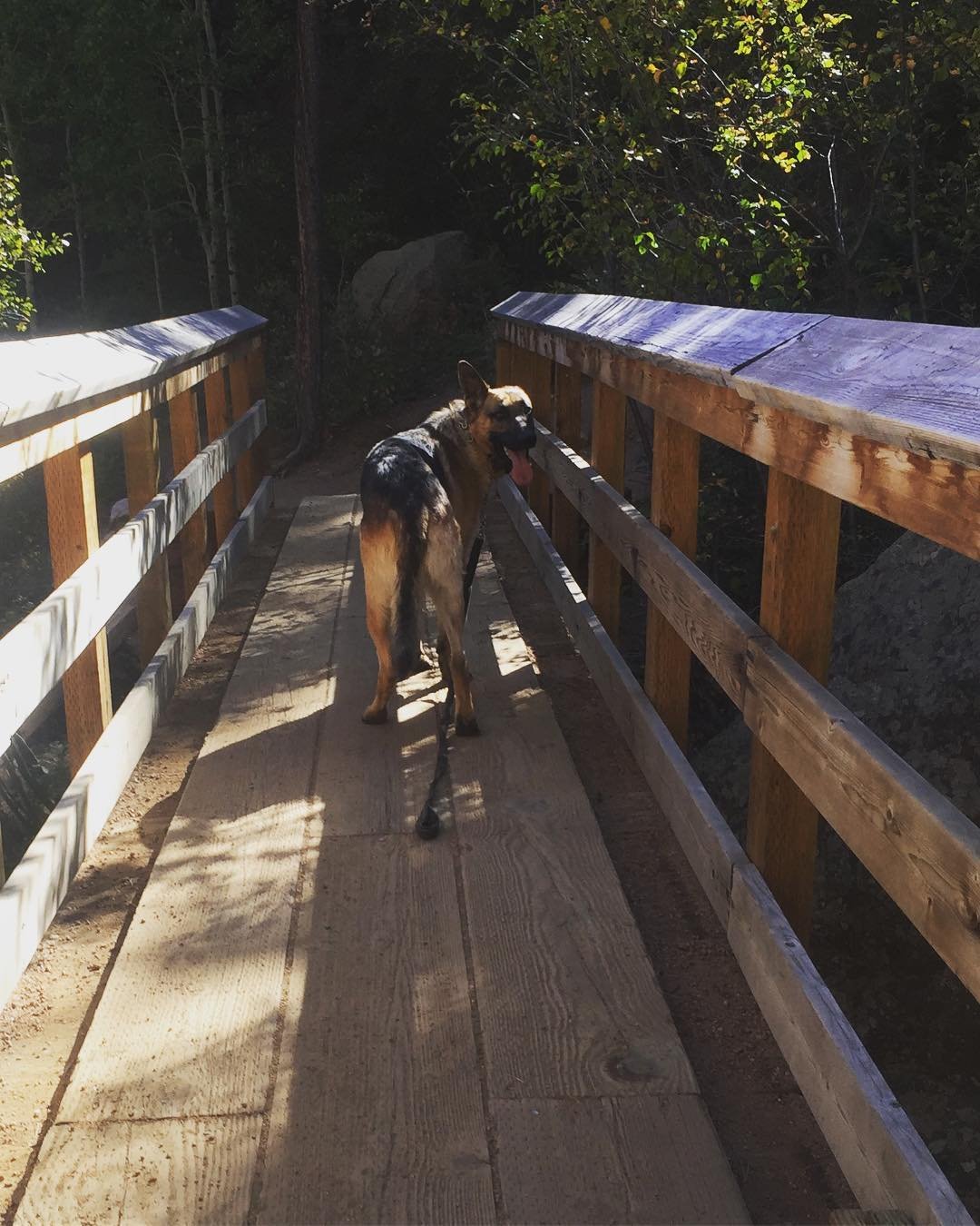 A German Shepherd dog walking on a wooden bridge surrounded by trees.