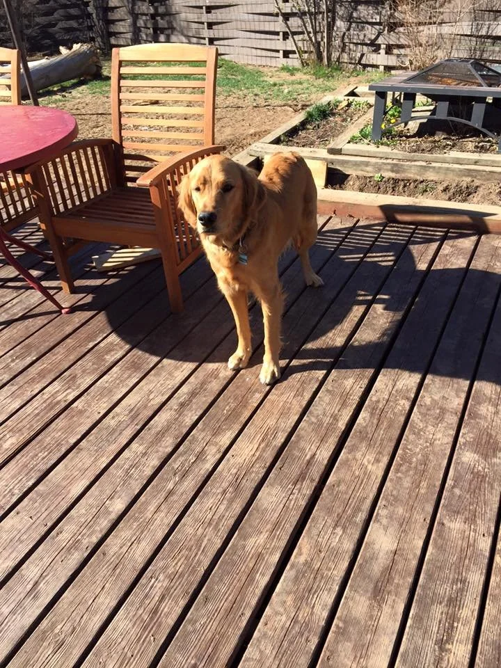 A golden retriever standing on a wooden deck in a backyard, with garden beds, a fence, and outdoor furniture including a chair and a table.