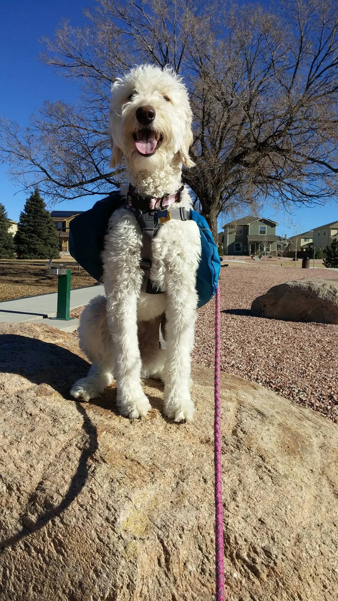 A happy white curly-haired dog standing on a large rock in a park, wearing a harness and backpack, with a pink leash attached. There are trees, houses, and a clear blue sky in the background.