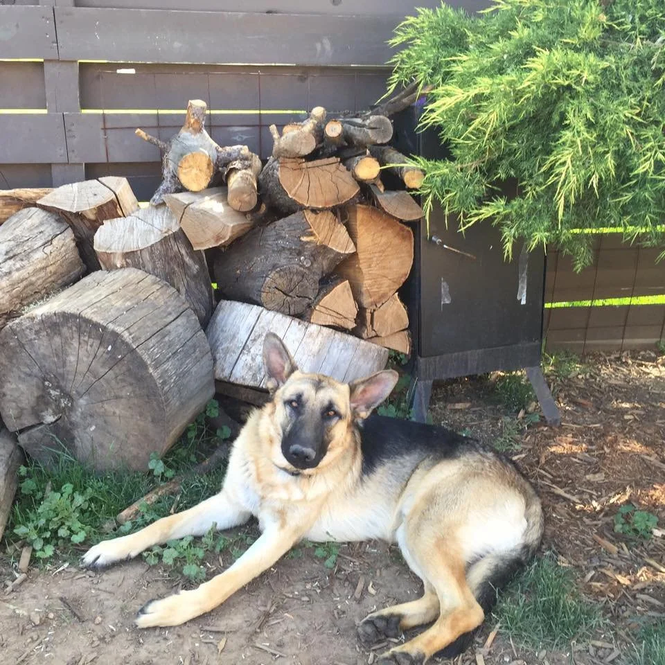 A German Shepherd dog lying on the ground in front of stacked firewood and a wooden fence, with a green bush nearby.