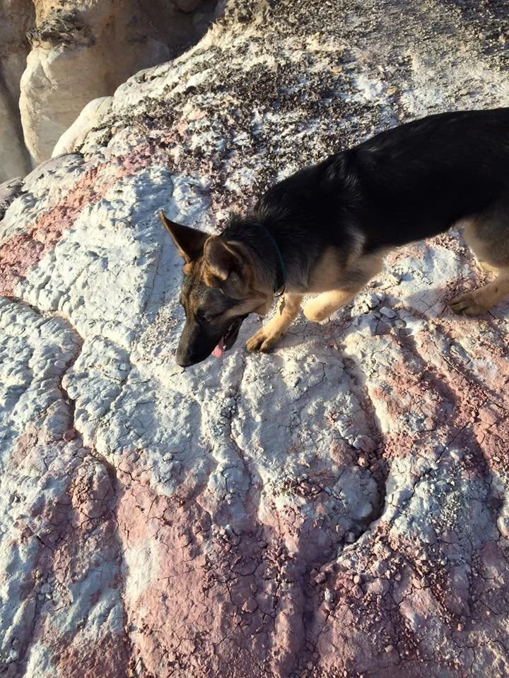 A German Shepherd dog standing on colorful rocky terrain with shades of white, pink, and gray, looking down with its tongue slightly out.