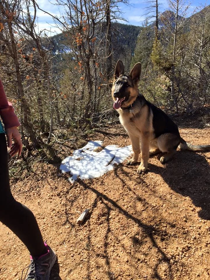 A happy German Shepherd dog sitting on a dirt trail in a forested area with snow patches, mountains, and clear blue sky in the background.