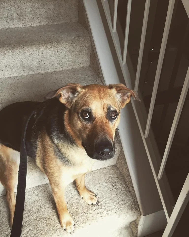A dog sitting on carpeted stairs, looking up at the camera with a sad expression, next to a glass door with white bars.