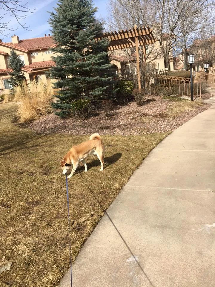 A dog on a leash sniffing the ground on a sidewalk next to a grassy area with trees and shrubs. There are houses with red-tiled roofs in the background, and a wooden structure providing shade.