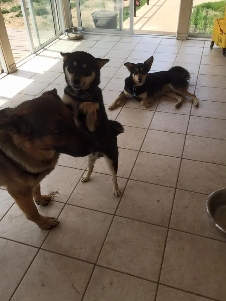 Three dogs sitting and lying on a tiled floor inside a sunroom or enclosed porch, with a glass door and window showing a concrete pathway and outdoor grass.