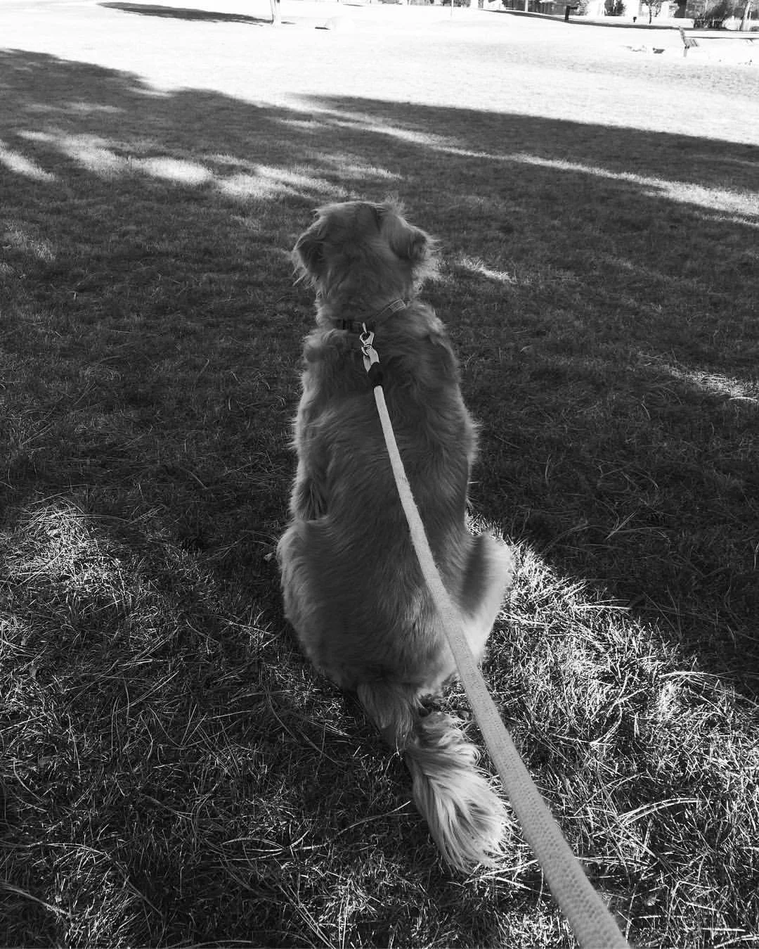 A dog sitting on grass in a park, facing away, with a leash attached to its collar, and trees and structures in the background, in black and white.