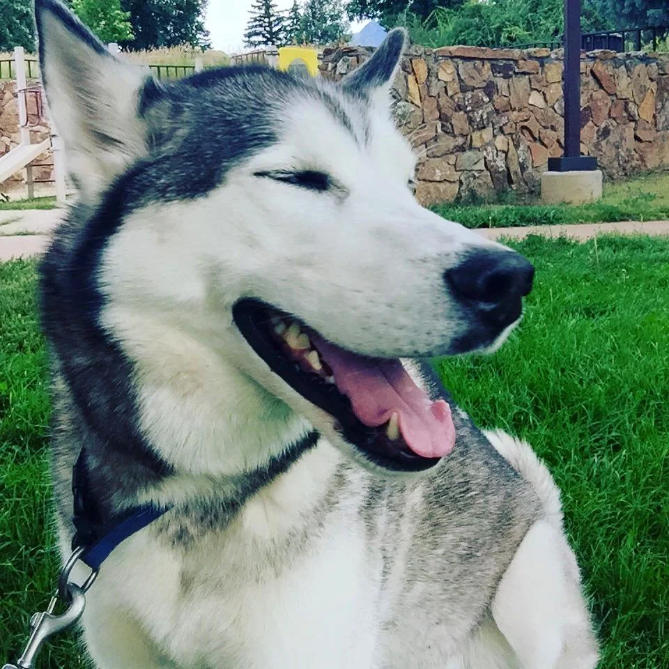 A happy Siberian Husky dog with a black collar lying on green grass in a park or backyard.