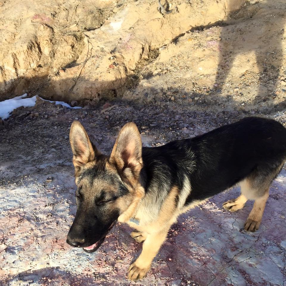 A young German Shepherd puppy with black and tan fur, standing outdoors on a dirt surface with some snow and rocky terrain, squinting with eyes closed.
