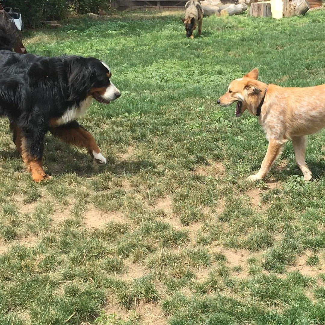 Two dogs, a Bernese Mountain Dog and a tan mixed breed, appear to be growling or barking at each other in a grassy backyard, with a third dog in the background.