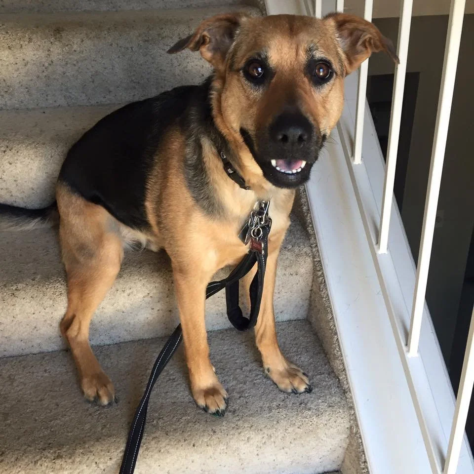 A happy medium-sized dog with a black and tan coat sitting on carpeted stairs, looking at the camera with a friendly expression, collar, and leash.