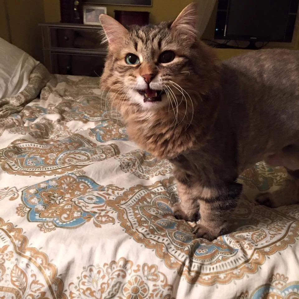 A tabby cat with a partially open mouth, showing small teeth, standing on a decorative bedspread with intricate gold, blue, and white patterns.