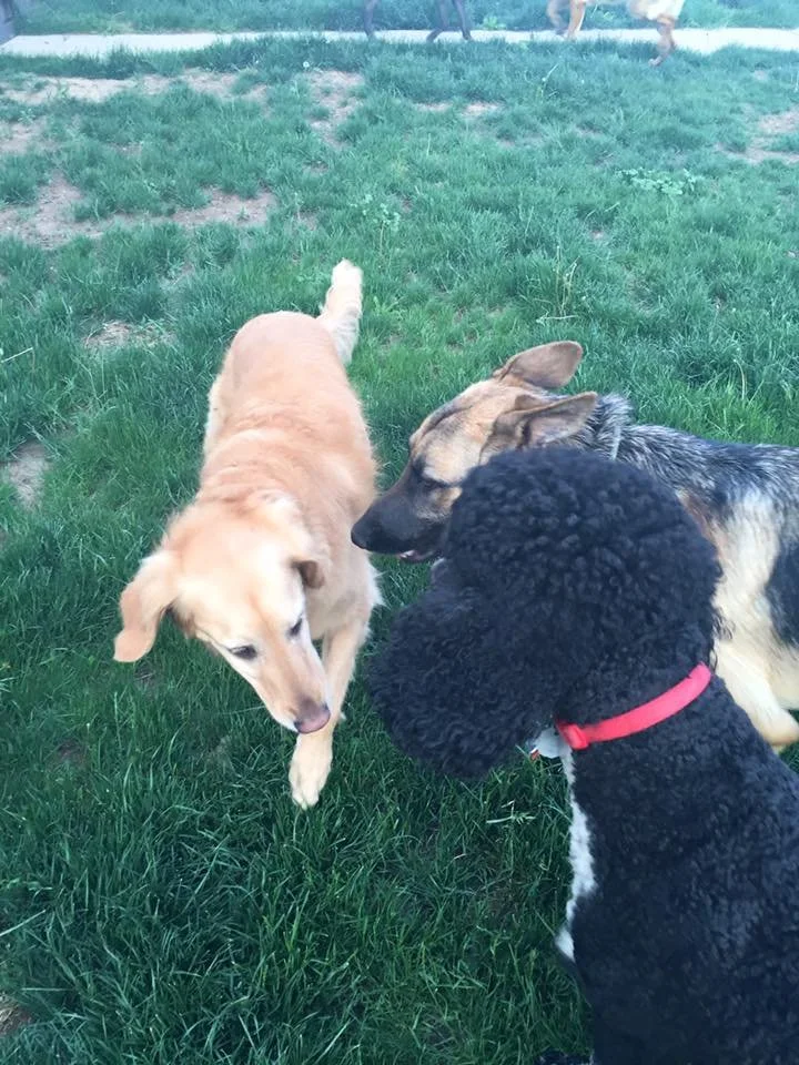 Three dogs meeting on a grassy area outside, with a fence and trees in the background.
