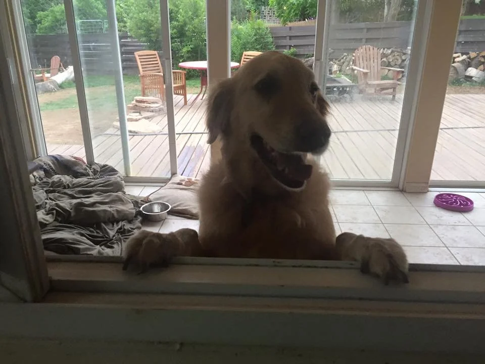 Golden retriever dog presses its front paws against a sliding glass door, looking inside with a happy expression. Outside is a wooden deck with outdoor furniture and a woodpile in the background.