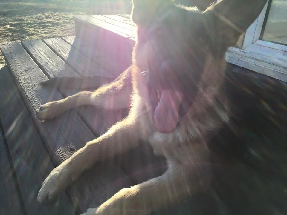 A dog yawning while lying on a wooden deck in sunlight.