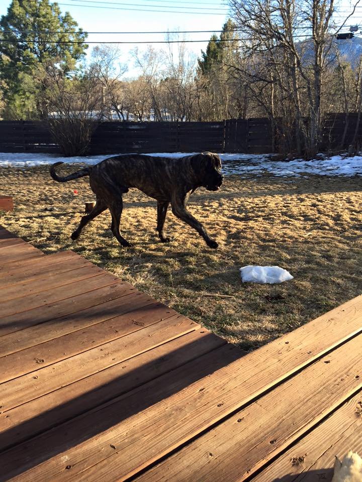 A large brindle dog walking on a backyard lawn with patches of snow. A wooden deck is in the foreground, and trees and a fence are in the background.