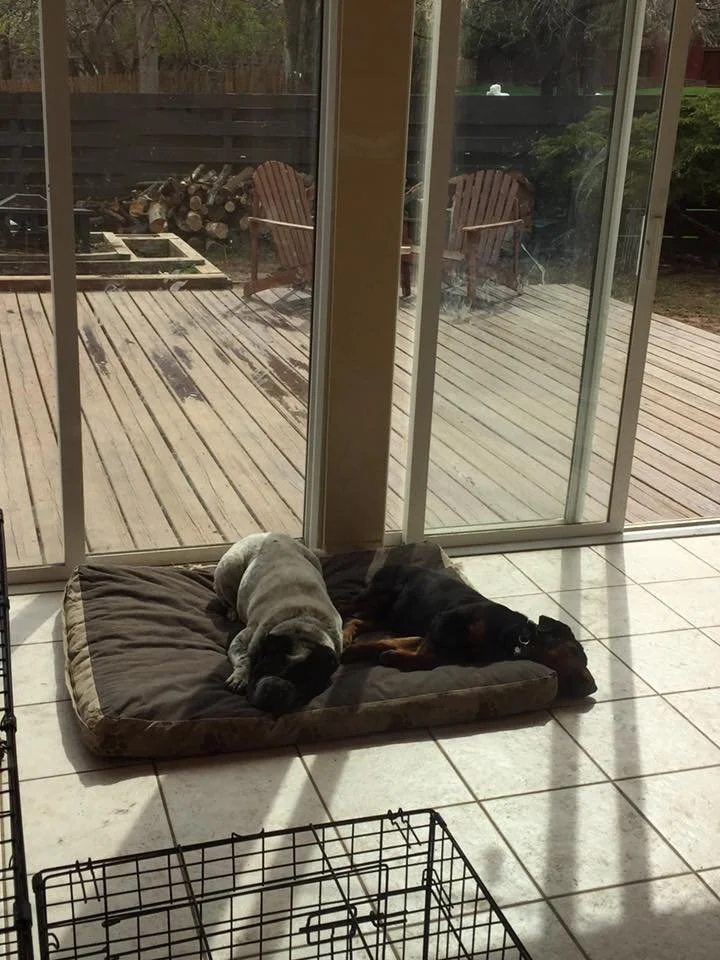Two dogs sleeping on a cushioned dog bed inside a house near a sliding glass door, with a wooden deck and outdoor chairs outside.
