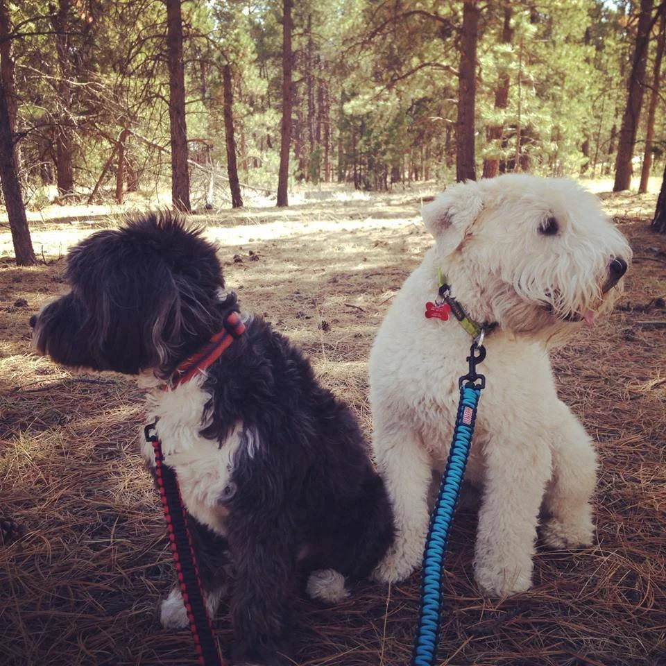 Two fluffy puppies, one black and white and the other white, sitting on a forest floor covered with pine needles, with trees and sunlight filtering through in the background.