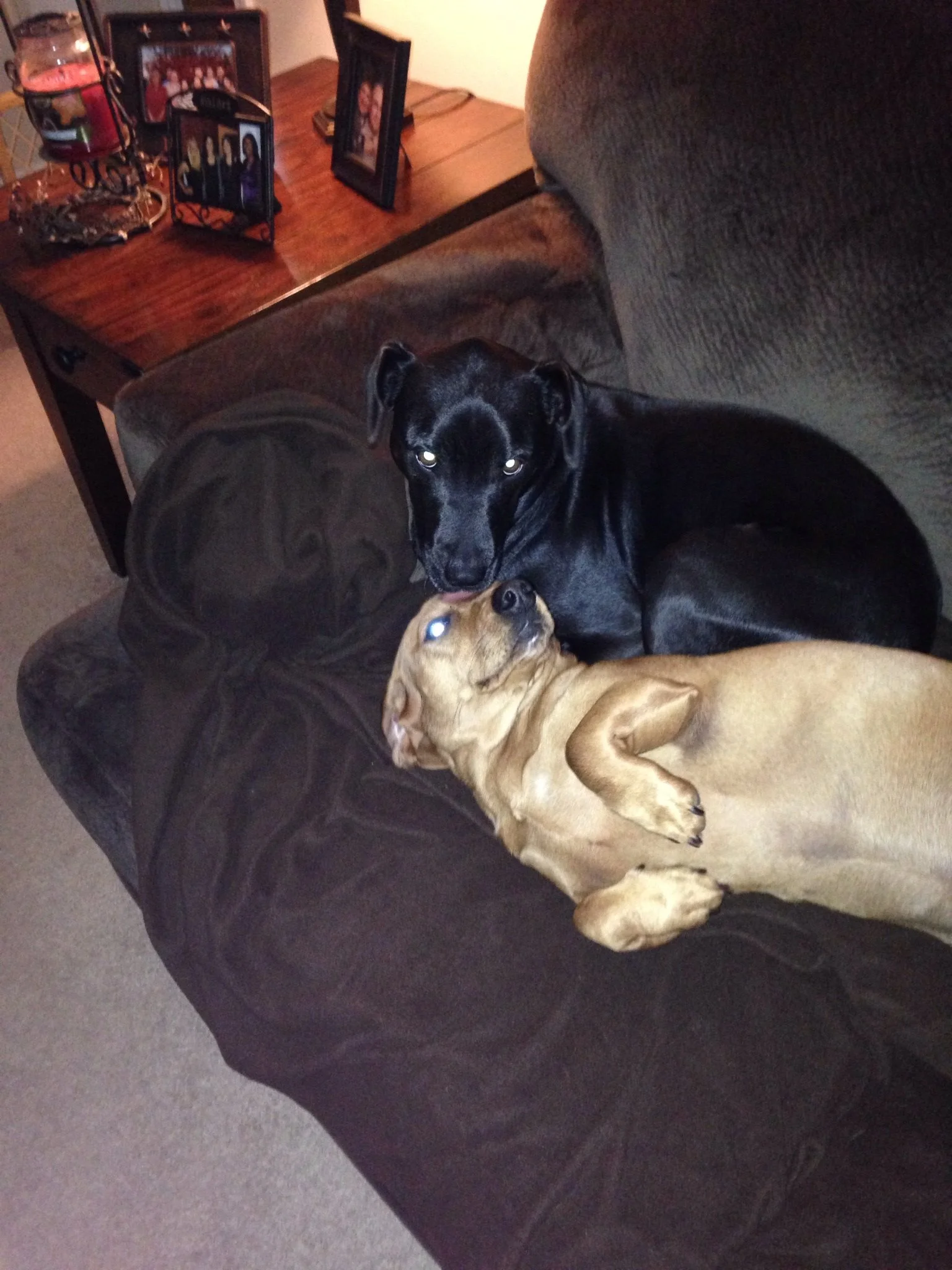 Two dogs lying on a dark-colored couch, one black and the other tan, with a wooden table and picture frames in the background.